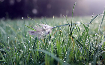 Nature, Water, Grass, Drops, Feather, Macro, Plumelet HD wallpaper