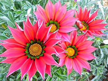 Beautiful Flowers, beautiful, flowers HD wallpaper