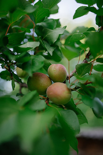 Fruits, Food, Leaves, Branch, Apricots HD phone wallpaper