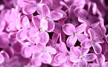 Flowers, Lilac, Macro, Bright, Small HD wallpaper