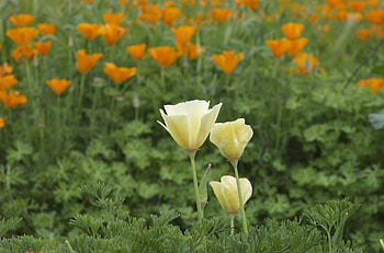 poppy, california HD wallpaper
