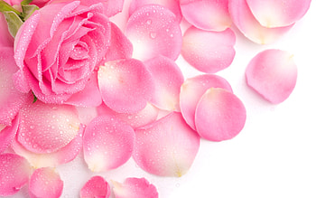 Plants, Flowers, Roses HD wallpaper