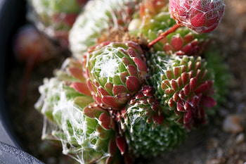 Flower, Macro, Cactus, Thorns, Prickles HD wallpaper