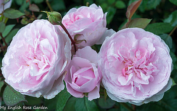 Bunch of Roses, closeup, roses, petals, nature, flowers, bunch HD wallpaper