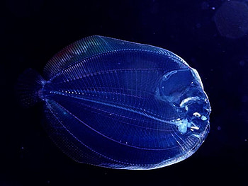 Transparent Fish, cool, fish, , transparent HD wallpaper