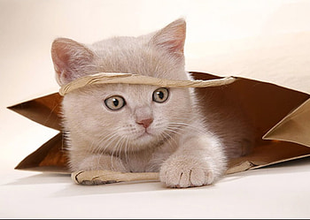 OUT FROM HIDING, kitten, cute, cat, feline, hiding HD wallpaper