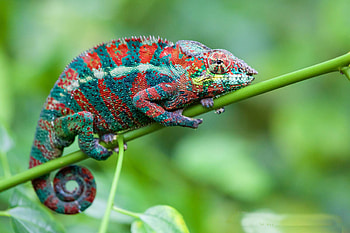 Lizard popular backgrounds HD wallpaper