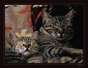 afternoon resting, two, art , cats, sleeping, nice HD wallpaper