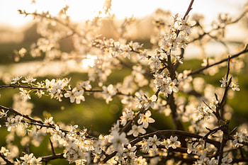 Flowers, Flower, Bloom, Flowering, Branch, Spring HD wallpaper