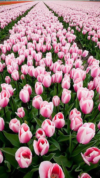 Tulip, Tulip Pink White Colour HD phone wallpaper