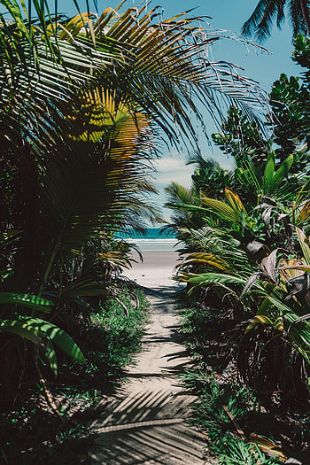 Nature, Beach, Sand, Palms, Island, Tropical, Thickets, Thicket HD phone wallpaper