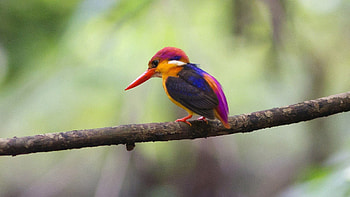Bird, Animals, Beak, Branch HD wallpaper