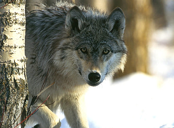 Animals, Muzzle, Blur, Smooth, Predator, Sight, Opinion HD wallpaper