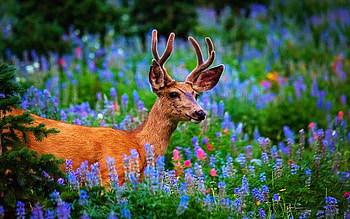 Deep in Wildflowers on a steep side of Mt Timpanogos, blue, wildflowers, blossoms, utah, nature, usa HD wallpaper