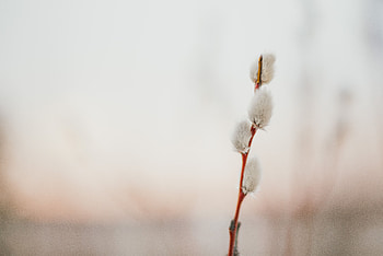 Flowers, Bloom, Flowering, Branch, Pussy Willow, Verba, Willow HD wallpaper