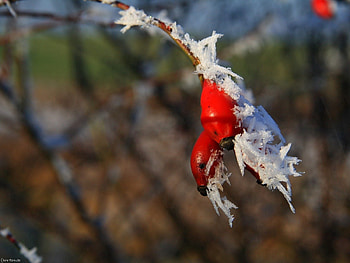 Nature, Berries, Briar, Branch, Frost, Hoarfrost, Fruit HD wallpaper