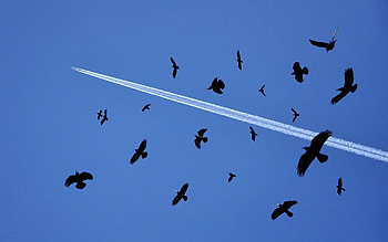Animals, Birds, Sky, Flight, Flock HD wallpaper