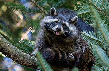 Animals, Nature, Wood, Tree, Raccoon HD wallpaper