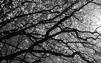 Nature, Wood, Tree, Branches, Branch, Black And White HD wallpaper