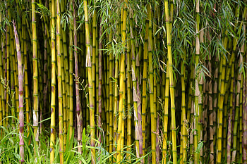Bamboo spreading, Controlling bamboo, Keeping in check, Homes & gardens HD wallpaper