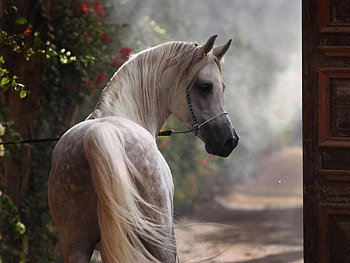 BEAUTIFUL ARABIAN, Arabian, Horse, animals, nature, beauty HD wallpaper