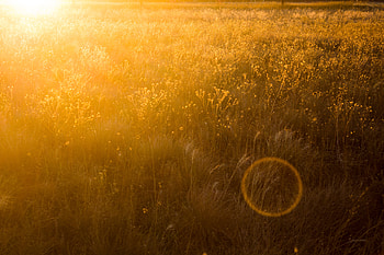 Yellow Field , field, nature, sunbeam HD wallpaper