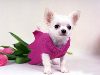 Doggie in Pink, dog, cute, pink, nice HD wallpaper