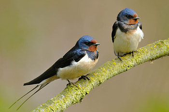 Swallow migration facts, Brinvale birdfoods, Swallow species, Bird watching HD wallpaper