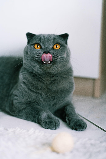Animals, Cat, Pet, Sight, Opinion, Protruding Tongue, Tongue Stuck Out, British Cat HD phone wallpaper