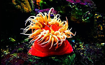creature of the sea, sea, yellow, red, creature, water, below HD wallpaper