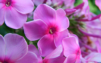 Flowers, Lilac, Macro, Petals HD wallpaper