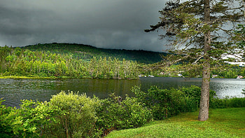 The bushes, Summer, Pond, Pine, Shore HD wallpaper