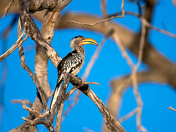 Amazing Bird, cool, amazing, bird HD wallpaper