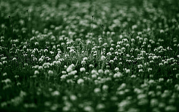 Flowers, Grass, Background, Macro, Surface HD wallpaper