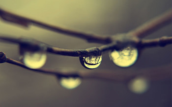 Drops, Reflection, Macro, Branches, Dew HD wallpaper