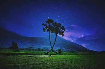 Palm trees, landscape, night, sky HD wallpaper