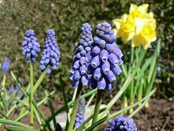 GRAPE HYACINTH, purple, flowers, green, yellow HD wallpaper