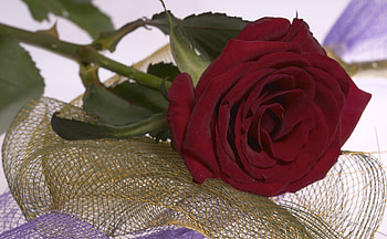 Flowers, Flower, Rose Flower, Rose, Bud, Grid HD wallpaper