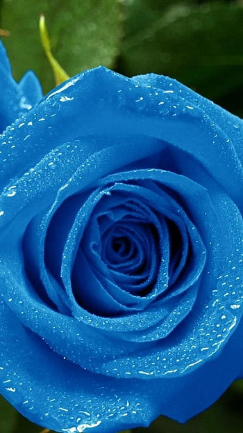Blue Rose, Sky Blue, Roses HD phone wallpaper