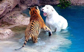 Animals, Water, Rivers, Tigers, Fight HD wallpaper