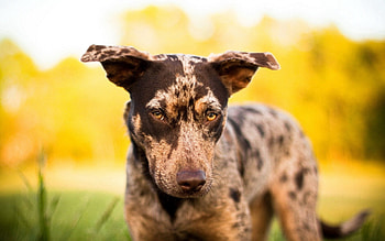 Animals, Shine, Light, Dog, Muzzle, Spotted, Spotty, Greased, Smeared HD wallpaper