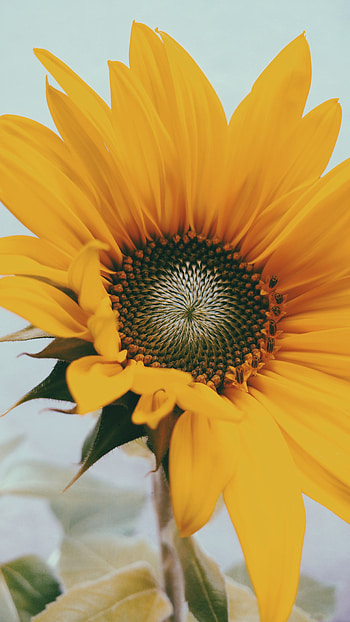Flowers, Flower, Close-Up, Bloom, Flowering, Sunflower HD phone wallpaper