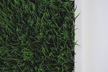 Grass, green, cube, indoor, close up HD wallpaper