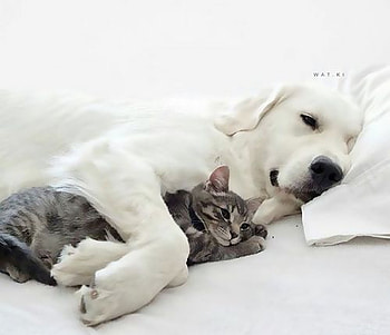 ღ❤ღ, animal, dog, cute, cat, beautiful HD wallpaper