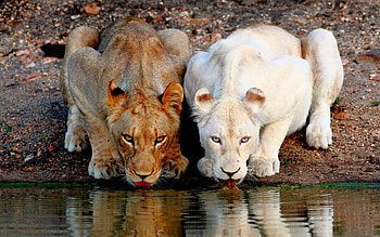 Animals, Lions HD wallpaper