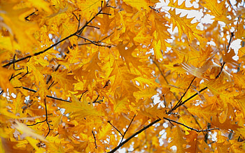 Nature, Autumn, Leaves, Branches HD wallpaper