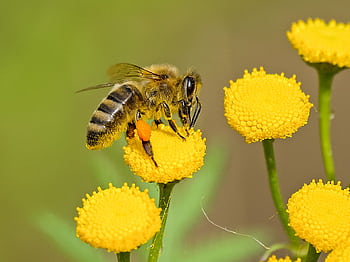 Detailed shot of a honeybee pollinating vibrant yellow flowers in nature. HD wallpaper