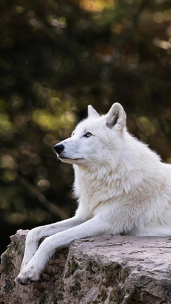 Ivory Wolf — , Animal, wolf HD phone wallpaper