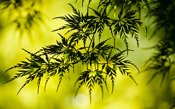 Plants HD wallpaper
