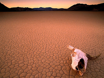 Nature, Desert, Head, Bone, Skull, Drought HD wallpaper